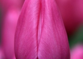 Tulipa Pink Experience ® (3)